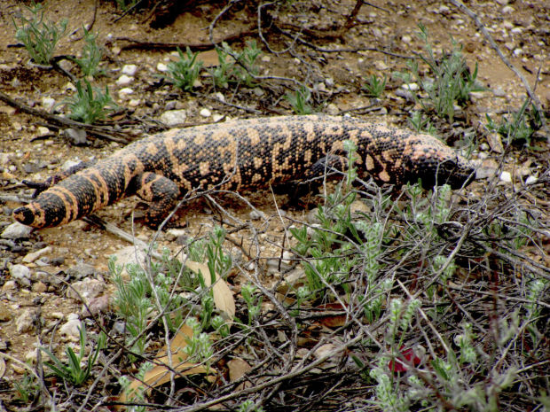 Southern Arizona Gila monsters